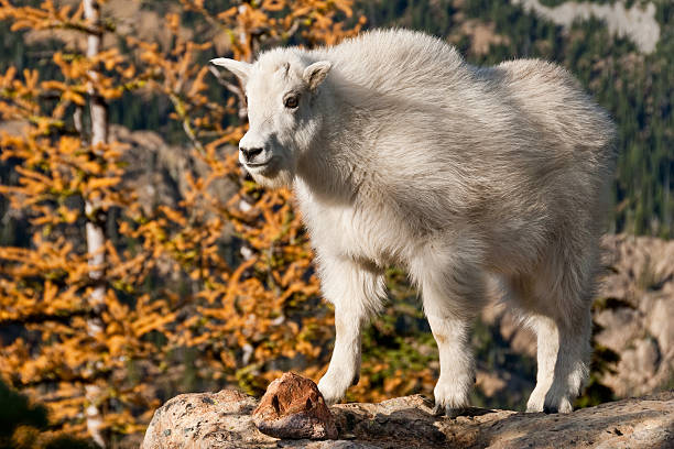 Mountain Goat Kid Standing by a Larch Tree The Mountain Goat (Oreamnos americanus), also known as the Rocky Mountain Goat, is a large-hoofed ungulate found only in North America. A subalpine to alpine species, it is a sure-footed climber commonly seen on cliffs and in meadows. This mountain goat kid was posing on top of a boulder near Ingalls Pass in the Alpine Lakes Wilderness of Washington State, USA. jeff goulden alpine lakes wilderness stock pictures, royalty-free photos & images