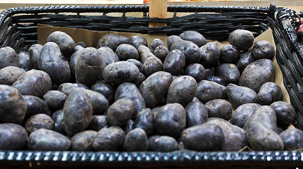 istock Basket of Blue Potatoes 522673883
