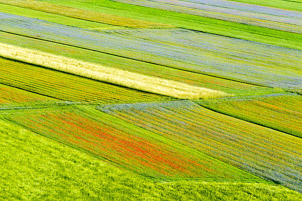 istock Piano Grande di Castelluccio (Italy) 522673927
