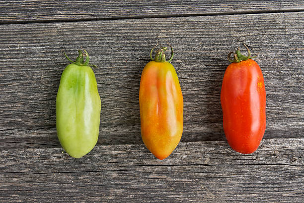 숙화 단계의 토마토색 - evolution progress unripe tomato 뉴스 사진 이미지