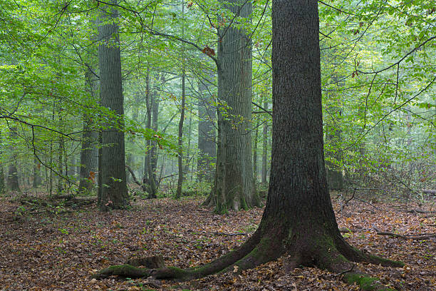 istock Old oaks in autumnal misty forest 522674997