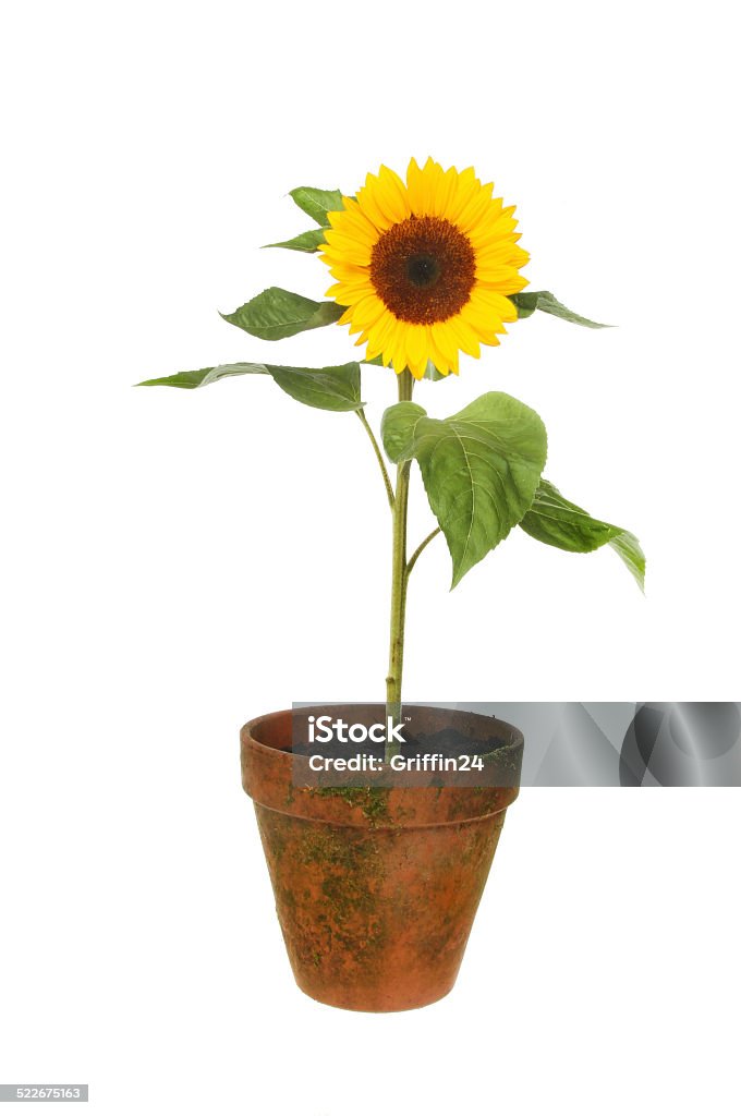 Sunflower in pot Sunflower plant in a terracotta pot isolated against white Blossom Stock Photo