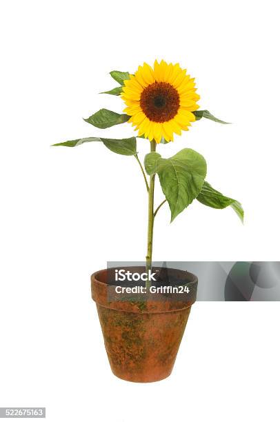 Sunflower In Pot Stock Photo - Download Image Now - Blossom, Cut Out, Flower