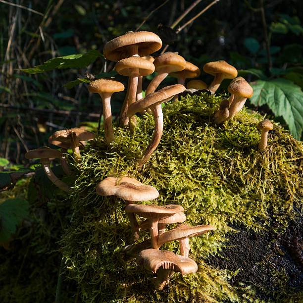 istock Honey fungus 522675823