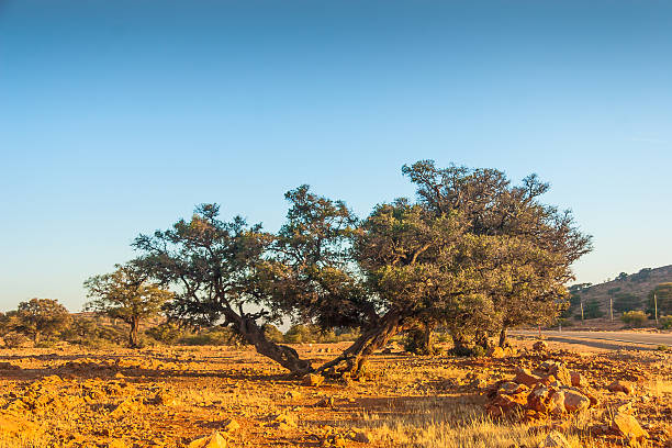 istock Landscape of Morocco 522676345