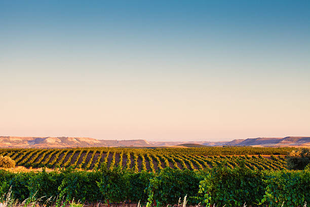 vigneto paesaggio spagnolo - agriculture winemaking cultivated land diminishing perspective foto e immagini stock