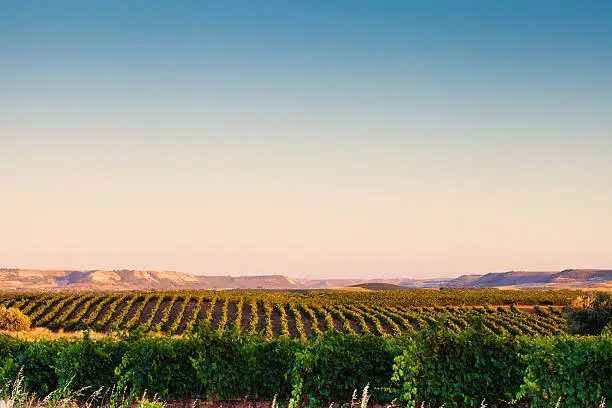 Spanish vineyard landscape. Ribera del Duero, Europe, Spain. Valladolid, Castile and Leon.