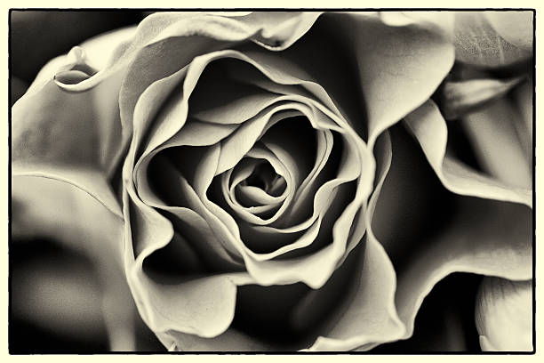 istock rose in black and white close upp 522677491
