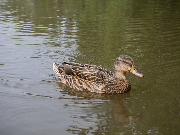 istock Duck swimming on water 522690225