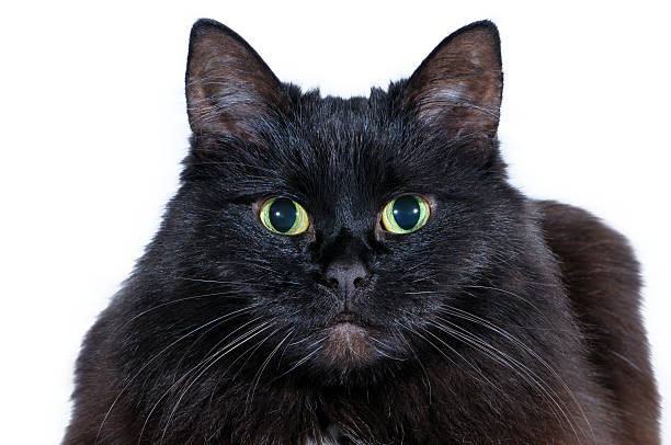 istock Head of a black cat on a white background 522690937
