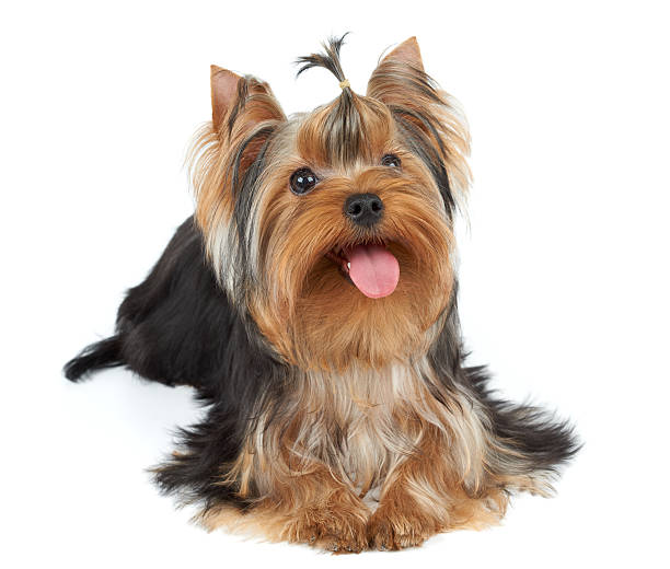 istock Puppy sticking its tongue out 522691017