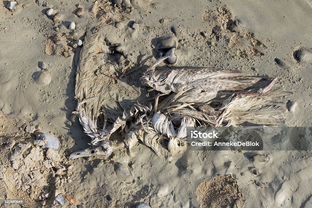 Dead Seaugull Skeleton and feathers of a dead seagull on the beach Animal Skeleton Stock Photo