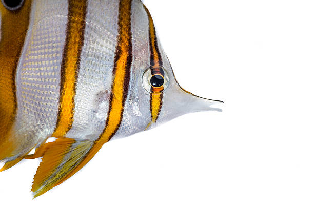 istock Close up butterfly fish on white background 522692717