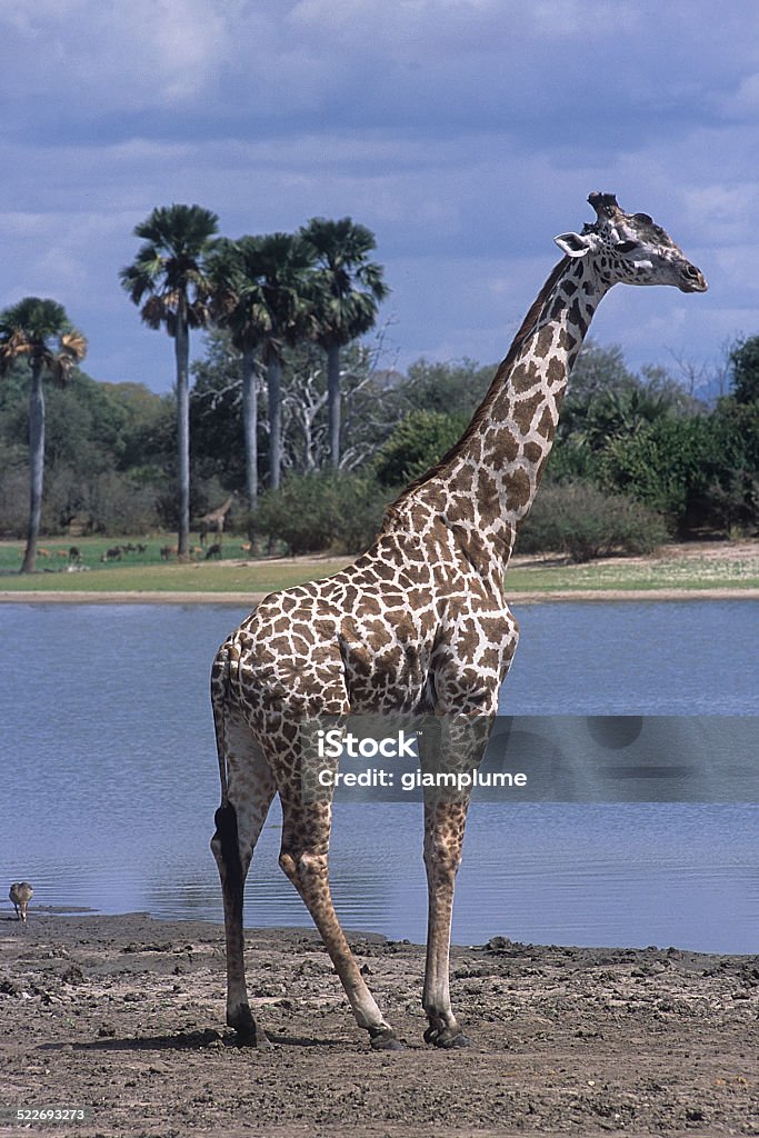 giraffe a giraffe taken in the Selous game reserve Africa Stock Photo