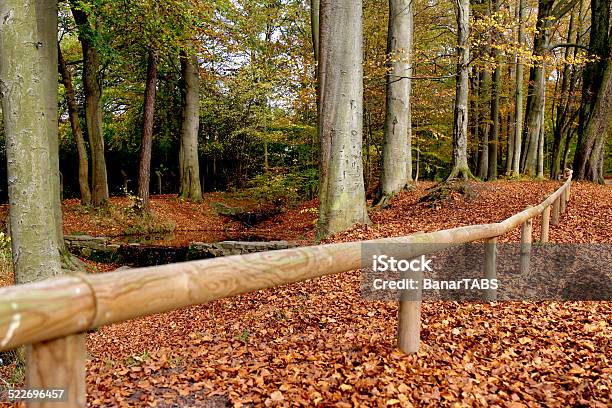 Forest In Autumn Season Stock Photo - Download Image Now - Autumn, Awe, Branch - Plant Part