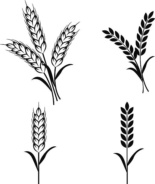 위트 공장-벡터 - wheat cereal plant agriculture whole wheat stock illustrations