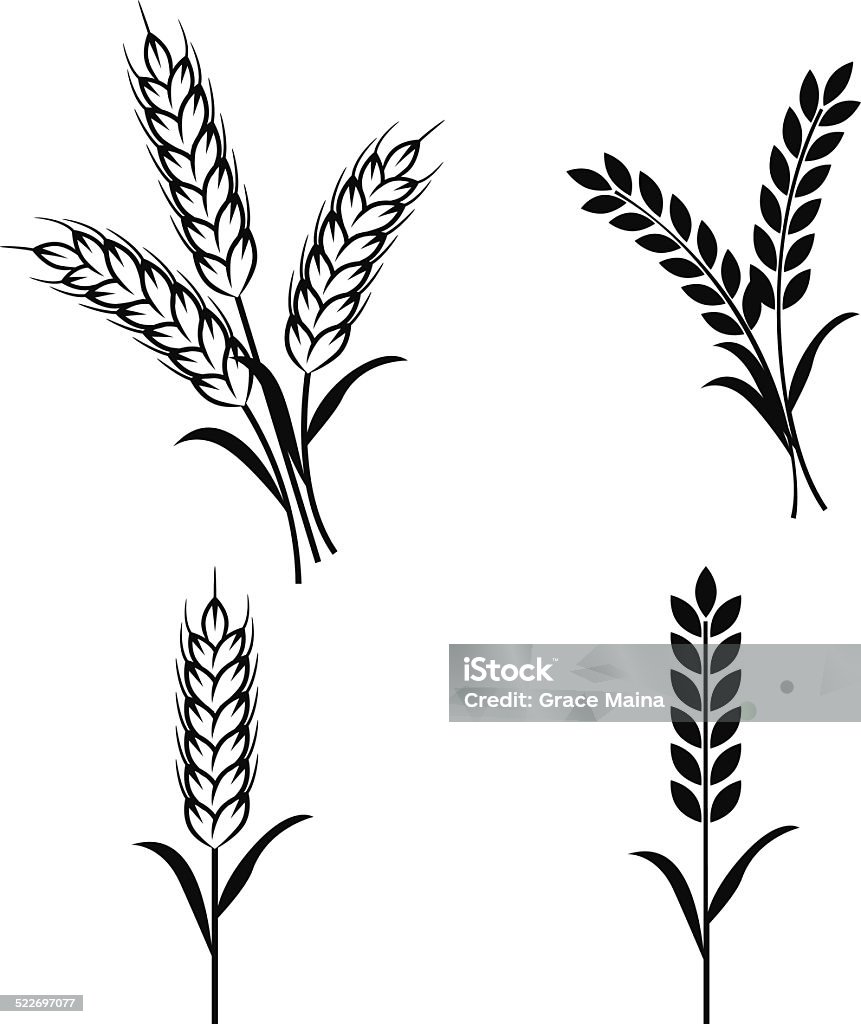 Wheat plants - VECTOR Wheat plants on white background Wheat stock vector