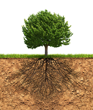 Big green tree with roots in soil beneath growth concept