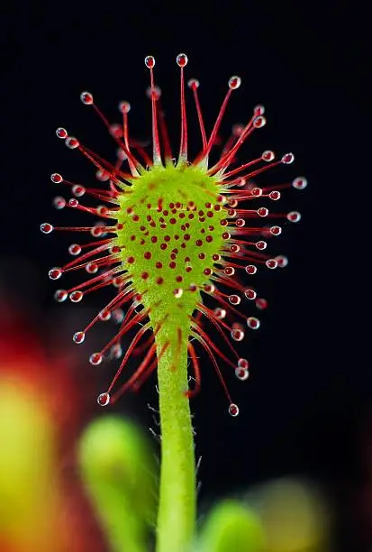 macro - leaf of Sundew (Drosera) Madagascariensis - carnivorous plant