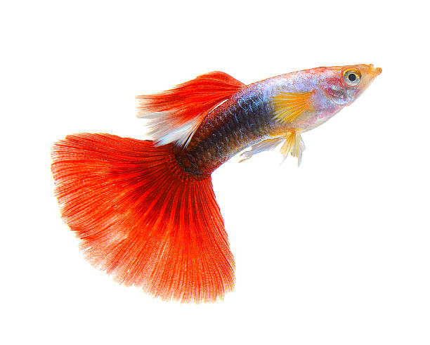 istock guppy fish isolated on white background 522711965
