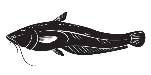 catfish vector silhouette of a catfish fish catfish stock illustrations