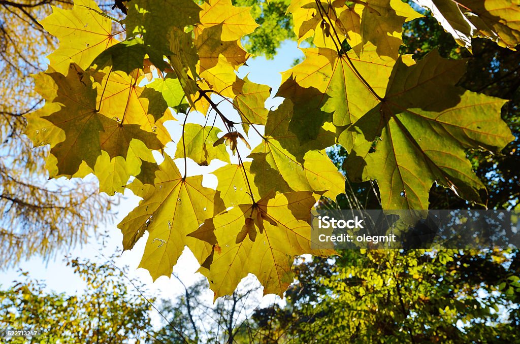 Maple leaves in the autumn park Maple branches with sunlit yellow leaves are photographed from below in the autumnal garden. Autumn Stock Photo