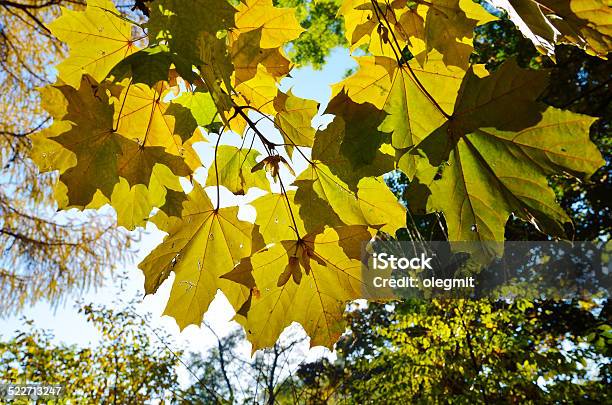Maple Leaves In The Autumn Park Stock Photo - Download Image Now - Autumn, Branch - Plant Part, Close-up