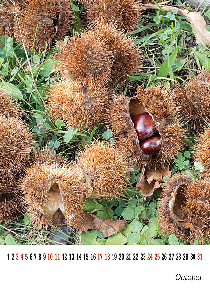calender октября 2015 г., sweet chestnuts.  легко настраиваемые. - customisable стоковые фото и изображения