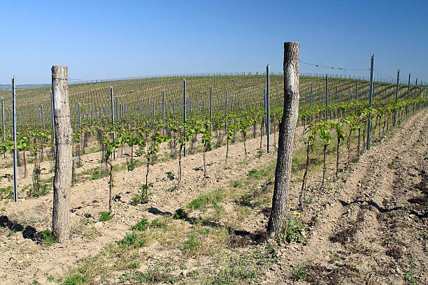 jeunes vineyard - vineyard wooden post grape plant photos et images de collection