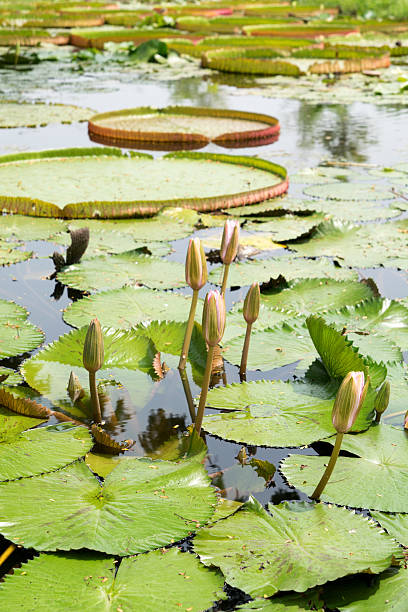 istock Thai lotus in pond 522713841