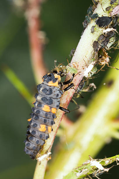 istock Ladybug larva, Coccinella septempunctata predator on aphids 522714415