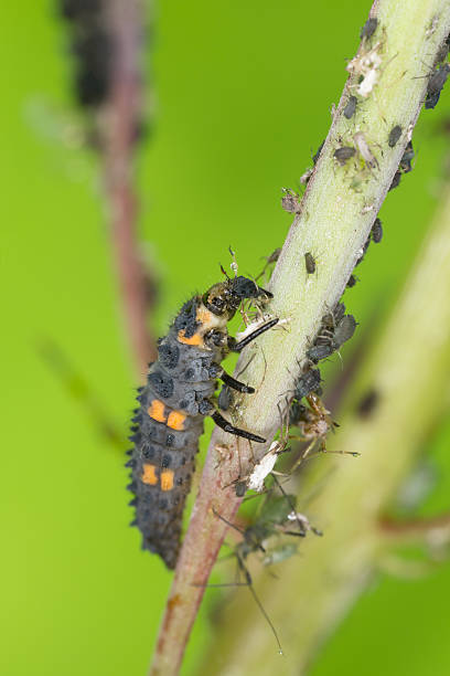 Ladybug larva, Coccinella septempunctata predator on aphids