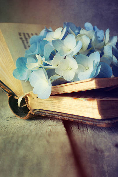 istock Hortensia flower on the open book 522715099