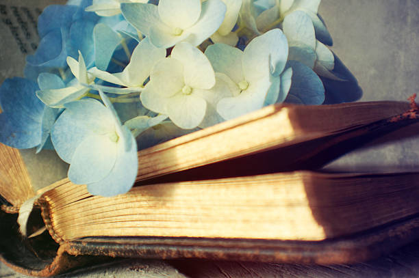 istock Hortensia flower on the open book 522716793