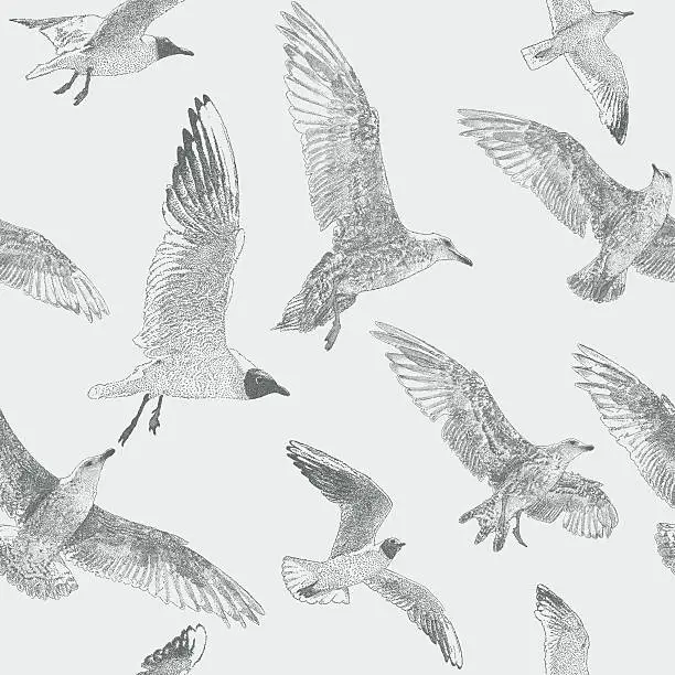 Vector illustration of Seagulls