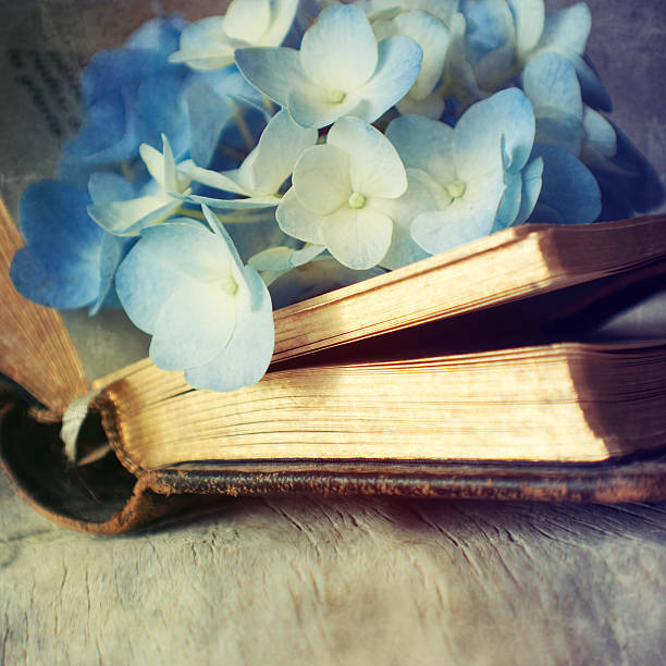 istock Hortensia flower on the open book 522717171