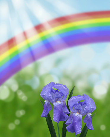 blue iris with abstract rainbow bokeh background with sun beams and water drops
