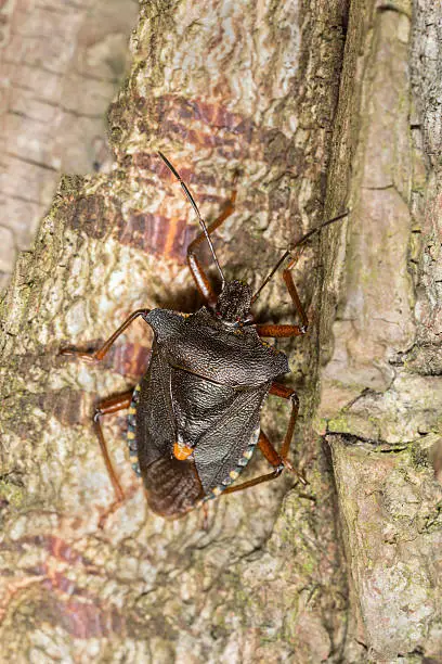 Forest bug, Pentatoma rufipes is a Shield bug of the Pentatomidae family.