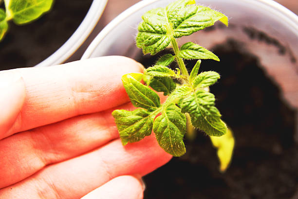istock hand and Tomato seedlings in pots 522723552