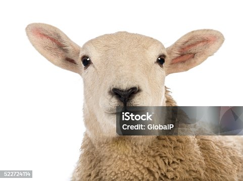30,641 Sheep Face Stock Photos, Pictures & Royalty-Free Images - iStock | Sheep face vector, Funny sheep face, Close up sheep face 30,641 Sheep Face Stock Photos, Pictures & Royalty-Free Images - iStock | Sheep face vector, Funny sheep face, Close up sheep face