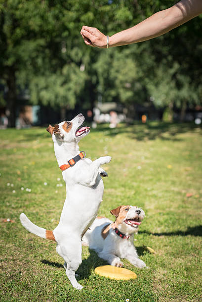 istock Two Jack Russell Terrier dogs in a park 522724242