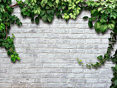 climbing plant on the white brick wall