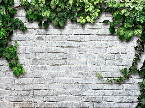Photo of climbing plant on the white brick wall