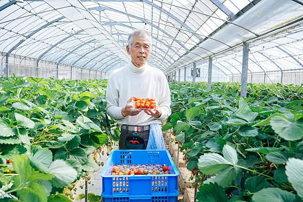 Photo of Mature adult famer showing off strawberries in greenhouse