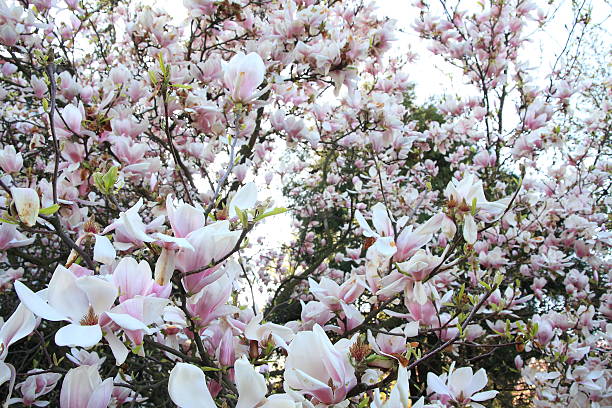 istock Magnolia garden all in blossom during the spring 522725270