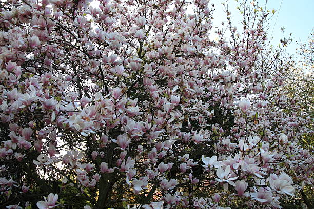 istock Magnolia garden all in blossom during the spring 522725380