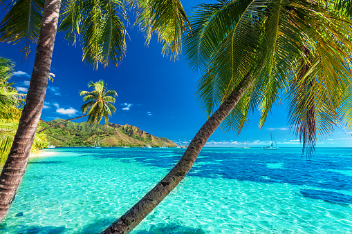 Palm trees on a tropical beach with a blue sea on Moorea, Tahiti island