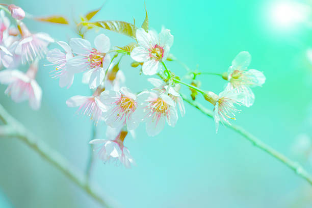 istock Abstact blurry blossom on green background 522726538