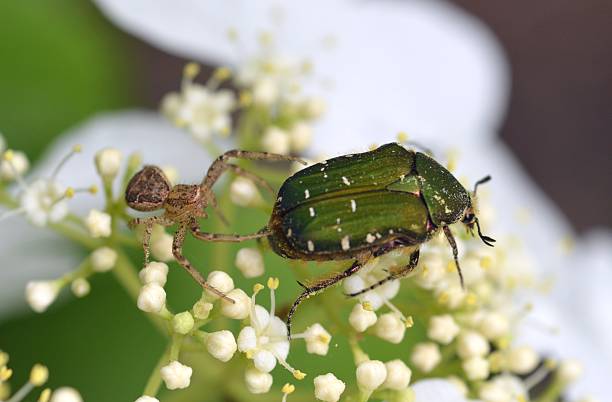 istock Flower spider and Flower chafer 522727582