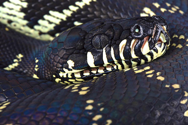 20+ Boelens Python Photos Stock Photos, Pictures & Royalty-Free Images ...